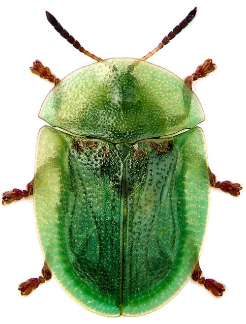 Scarabée vert, inspiration du projet